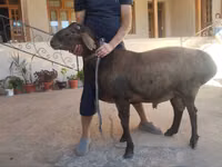 Qoʻchqor, Hissar sheep — 3-rasm