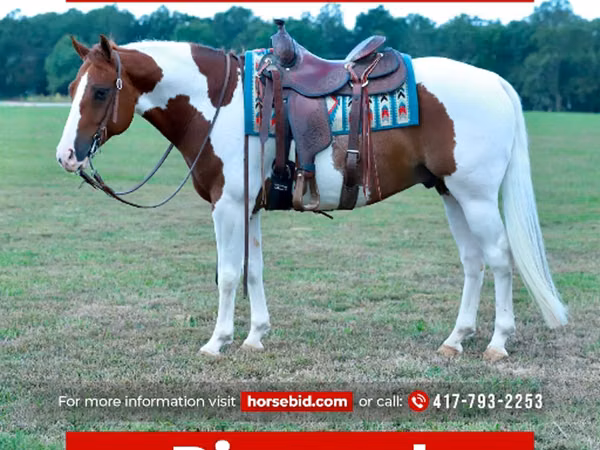 Hengst, Quarter Horse