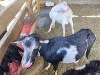 تيس, Alpine goat — الصورة 3