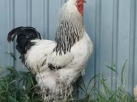 Brahma — Foto 1
