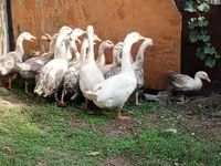 Geese — Foto 1