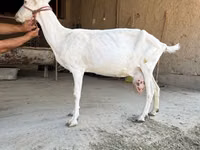 Ziege, Saanen goat — Foto 1