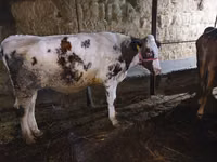 Bulle, Russian Black pied cattle — Foto 2