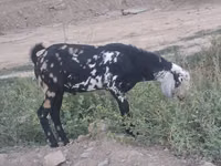 تيس, Nubian Goat — الصورة 4