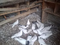 Chickens — Foto 3