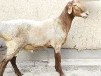 Widder, Blackheaded Persian sheep — Foto 6