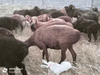 Қошқар, Қойлар — 4-сурет