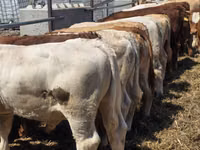 Bull, Limousin cow — photo 4