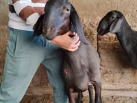 Carnero, Arashan sheep — foto 7