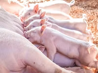 Schweine (Partie, Geschlecht nicht angegeben) — Foto 5
