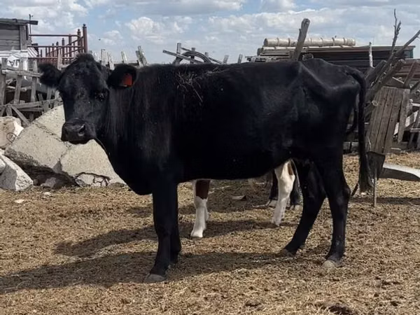 Vaca, Ganado vacuno