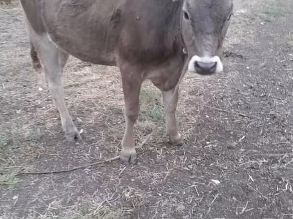 母牛, Swiss cattle — 吉尔吉斯斯坦