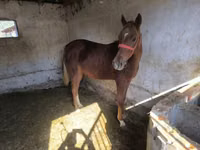 Hengst, Thoroughbred horse — Foto 5