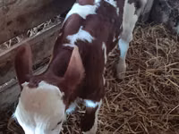 Bulle, Simmental cattle — Foto 1