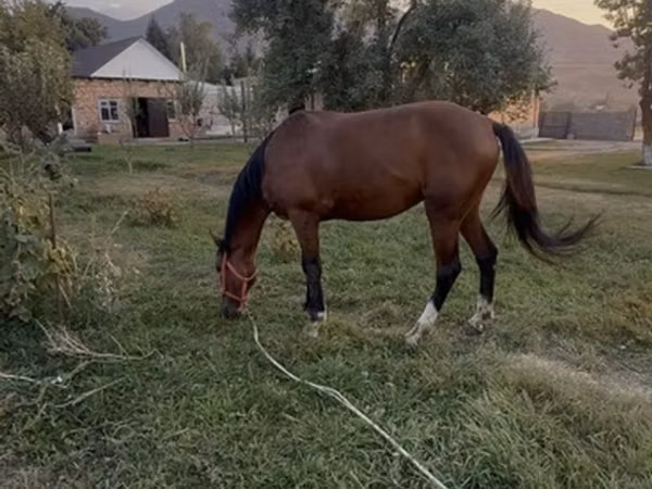 Hengst, Thoroughbred horse — Kirgisistan