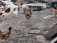 Chickens — 6-rasm