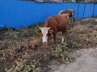 Cow, Kazakh White-headed cow — photo 1