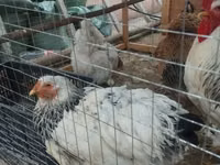 Brahma — Foto 3