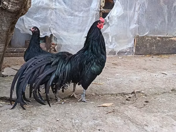 سوماترا