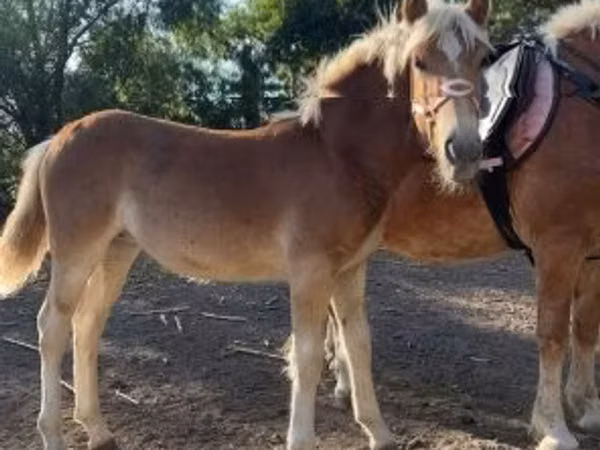 Бие, Haflinger