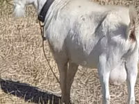 Ziegenbock, Saanen goat — Foto 1
