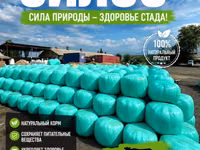 Силос кукуруза очень много высшего качества звоните пишите — foto 4