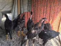 Chickens — Foto 4