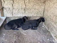 Carnero, Ovejas — foto 1