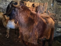 बकरा, Kamori goats — फ़ोटो 4