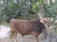 公牛, Swiss cattle — 照片 1