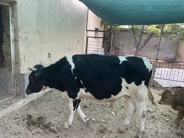 公牛, Holstein breed — 乌兹别克斯坦