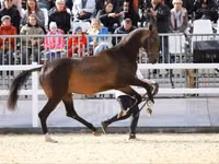 Hengst, Akhal-Teke — Foto 2