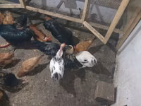 Chickens — 7-rasm