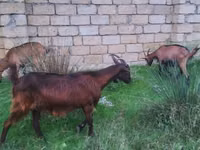 Ziege, Alpine goat — Foto 3