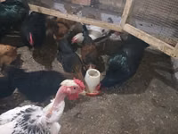 Chickens — 3-rasm