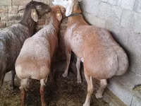 كبش, Arashan sheep — الصورة 1