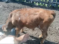母牛, Cattle — 照片 3