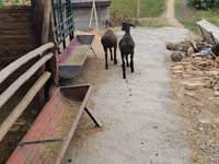 Widder, Schafe — Foto 7