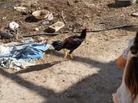 Chickens — 5-rasm