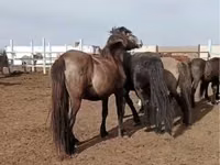公马, Horses — 照片 2