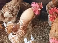 Chickens — Foto 1