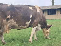 Kuh, Simmental cattle — Foto 4