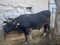 Toro, Ganado vacuno — foto 7