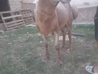 Schaf, Arashan sheep — Foto 3