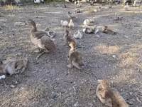 Ducks — الصورة 3