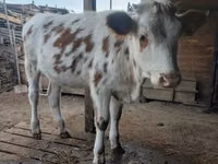 Bull, Cattle — photo 4