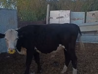 Bulle, Kasachische Weißkopfkuh — Foto 1