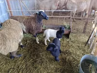 Sheep, Dorper sheep — photo 4