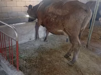 母牛, Swiss cattle — 照片 2