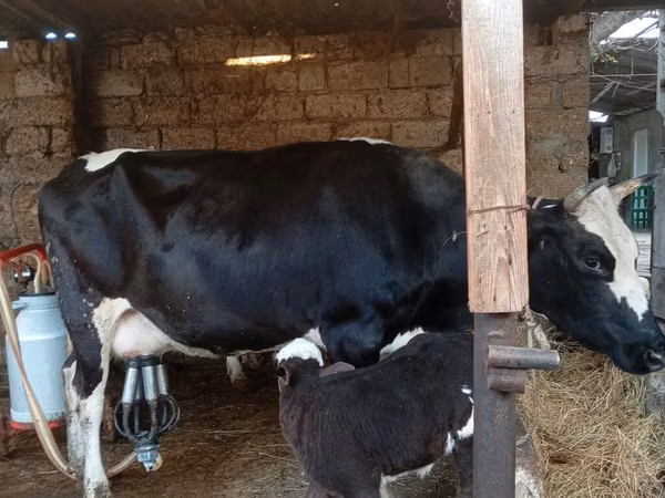 गाय, Russian Black pied cattle
